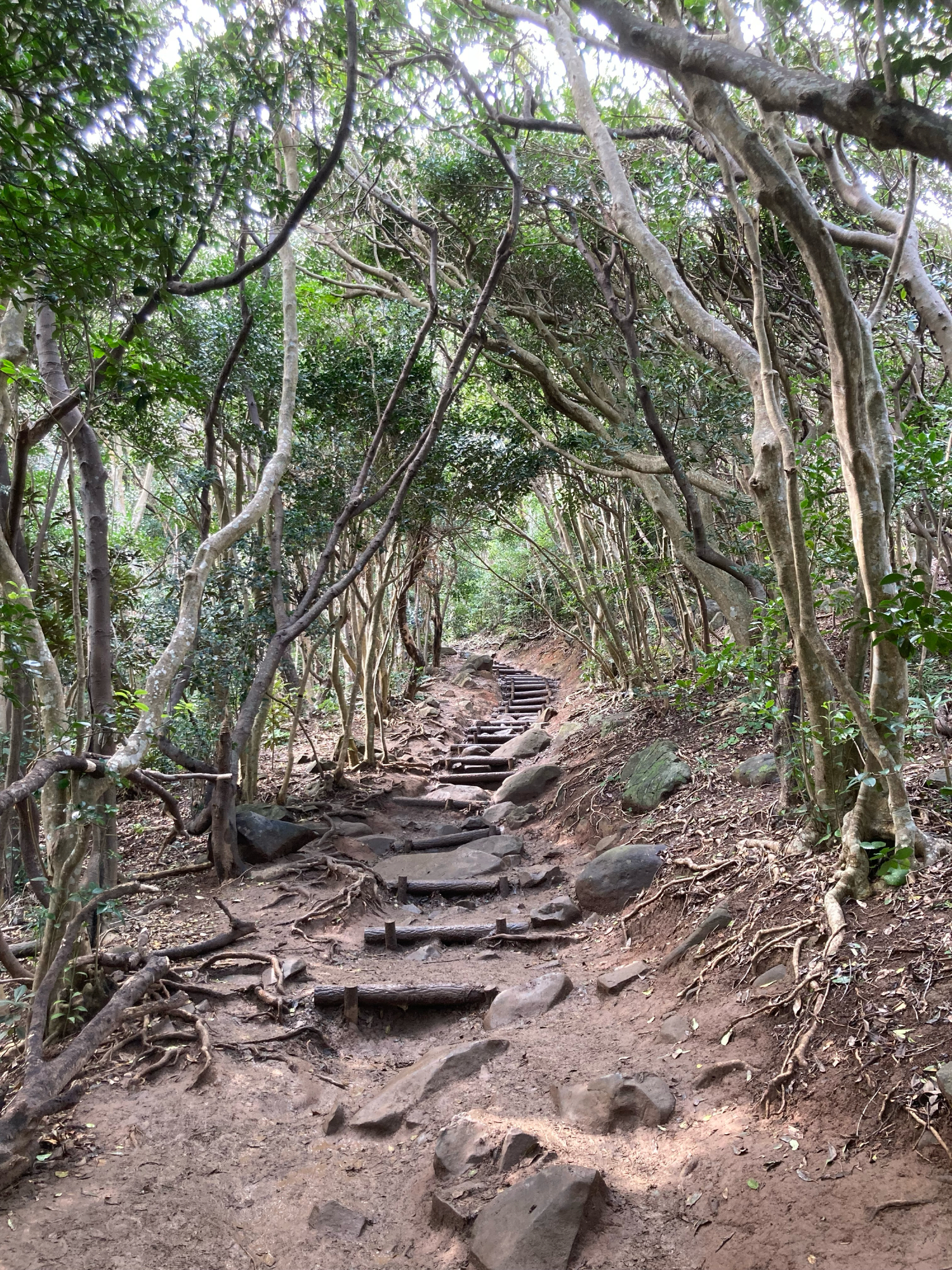 芥屋の大門公園 通称「トトロの森」